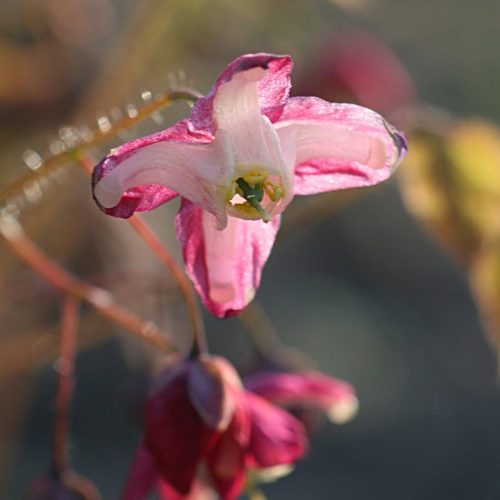 Rote Elfenblume